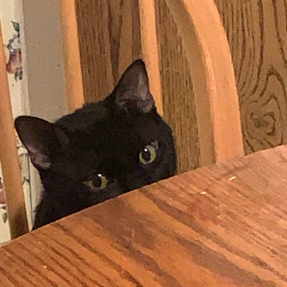 Meet your Posher, Roni - Picture 2 of 3